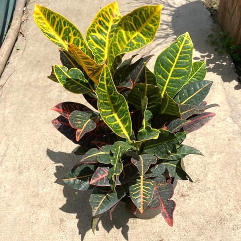 Croton Petra in 8 Inch Nursery Pot