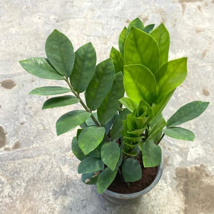 Buy Zz Green in 6 Inch Nursery Pot Online | Urvann.com