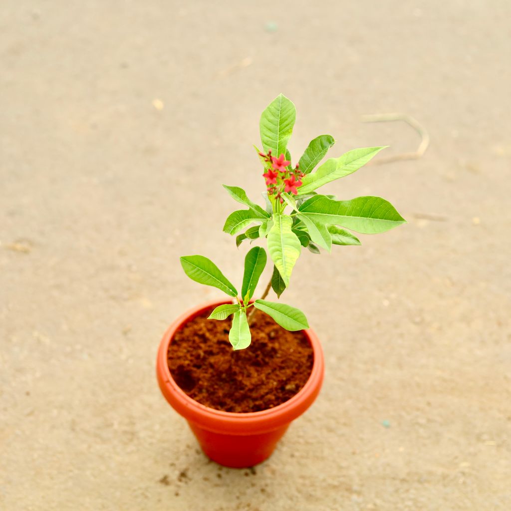 Jatropha / Sunder Rupa English (any colour) in 8 Inch Classy Red Plastic Pot