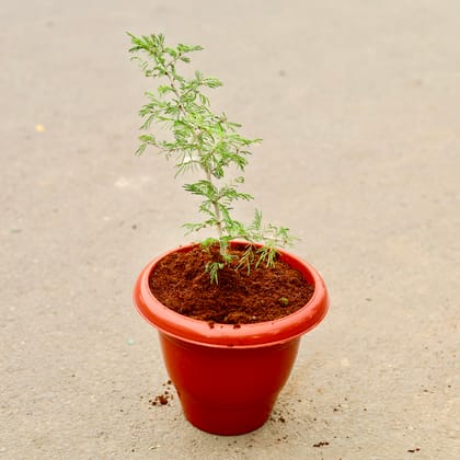 Buy Shami Plant in 10 Inch Classy Red Plastic Pot Online | Urvann.com