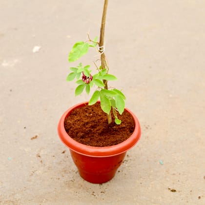 Buy Rakhi Bel / Passiflora / Passion Flower (any colour) in 10 Inch Classy Red Plastic Pot Online | Urvann.com