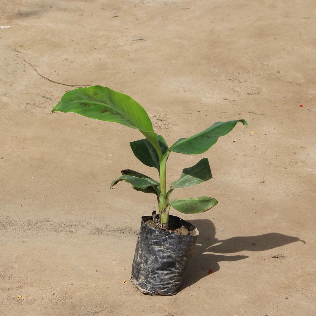 Banana Plant in 6 Inch Nursery Bag