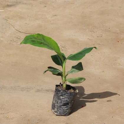 Buy Banana Plant in 6 Inch Nursery Bag Online | Urvann.com