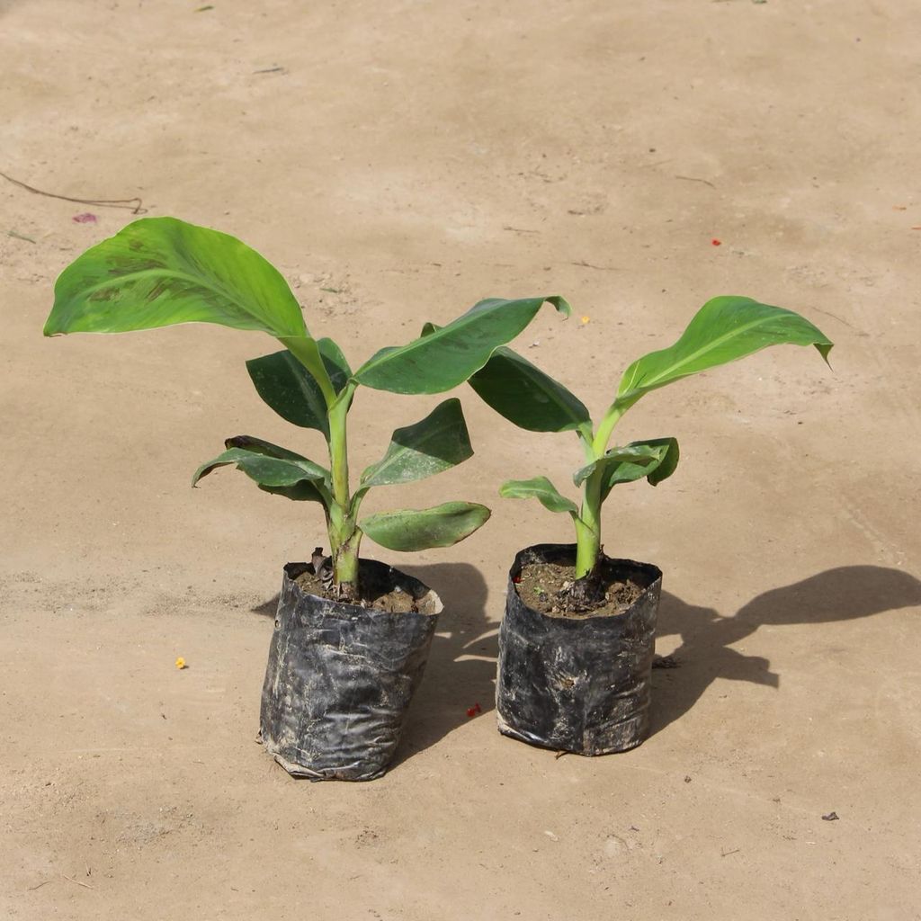 Set of 2 - Banana Plant in 6 Inch Nursery Bag