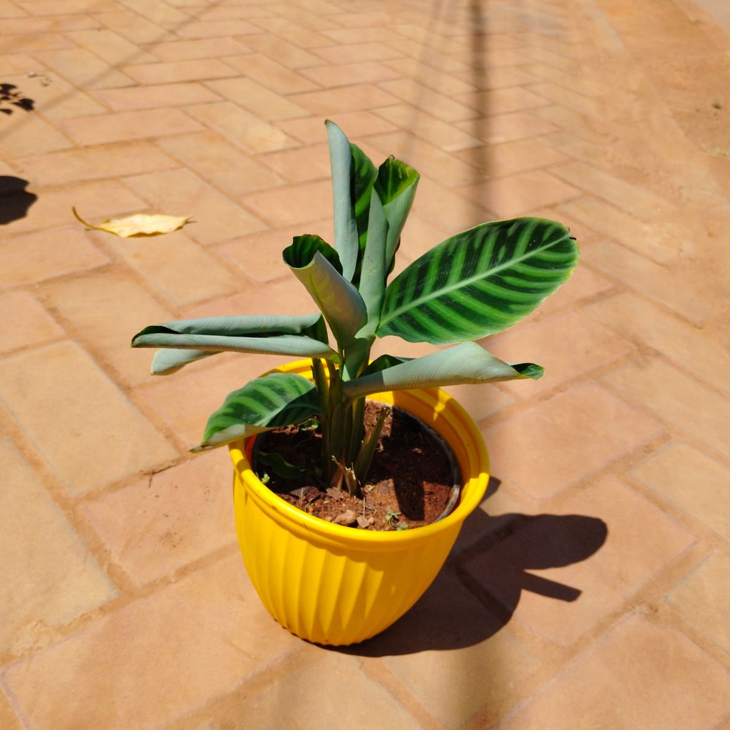Calathea Maranta in 8 Inch Yellow Premium Lotus Plastic Pot