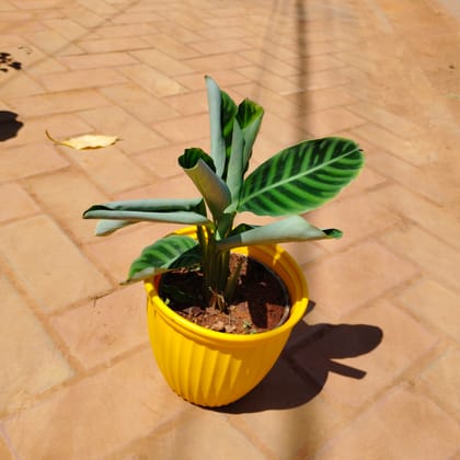 Buy Calathea Maranta in 8 Inch Yellow Premium Lotus Plastic Pot Online | Urvann.com