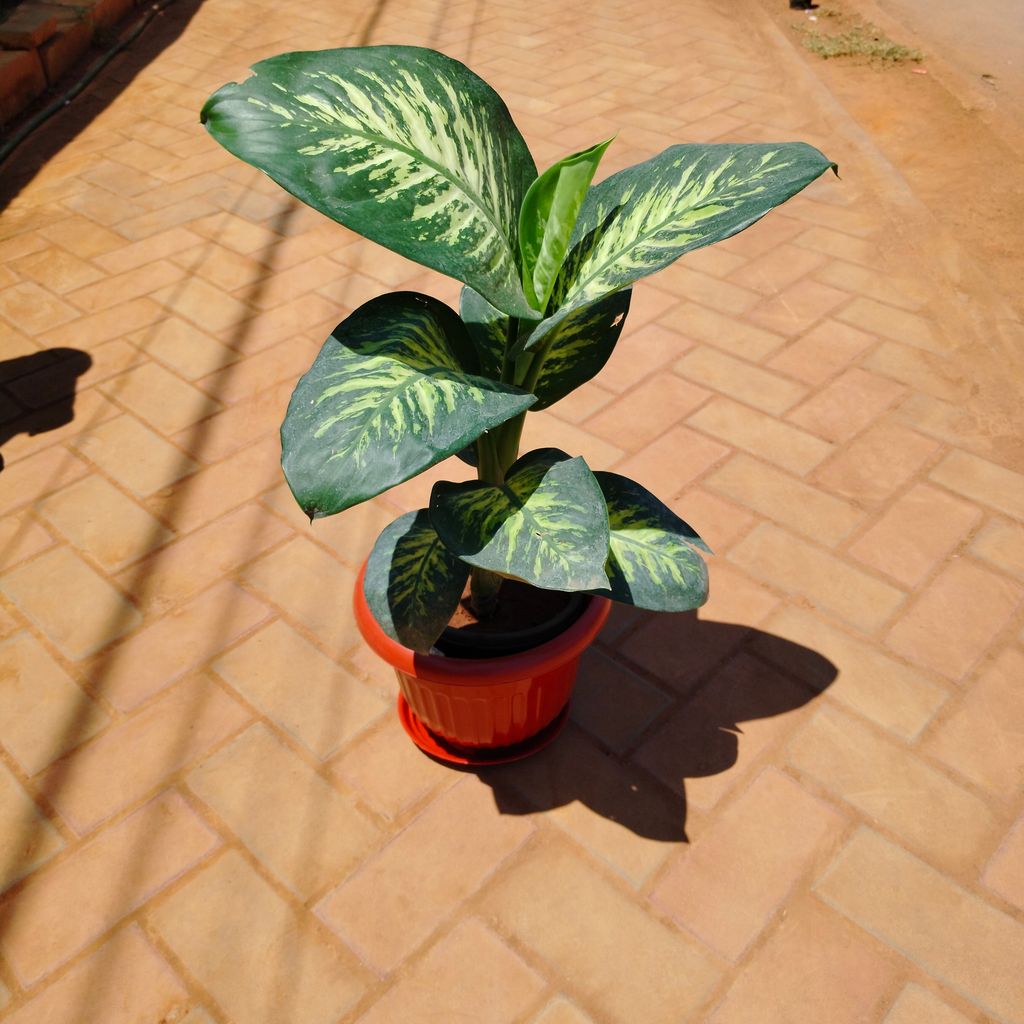 Buy Dieffenbachia Seguine in 10 Inch Terracotta Red Premium Olive Plastic Pot with Tray Online | Urvann.com Dieffenbachia Seguine in 10 Inch Terracotta Red Olive Plastic Pot with Tray