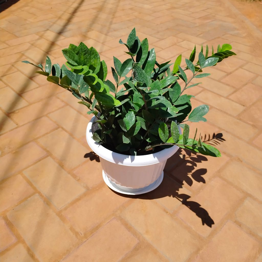 Buy Zz Green in 10 Inch White Premium Olive Plastic Pot with Tray Online | Urvann.com Zz Green in 10 Inch White Olive Plastic Pot with Tray