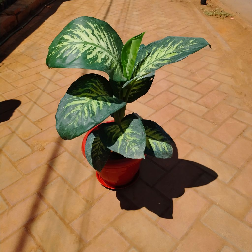 Buy Dieffenbachia Seguine in 8 Inch Classy Red Plastic Pot with Tray Online | Urvann.com Dieffenbachia Seguine in 8 Inch Classy Red Plastic Pot with Tray