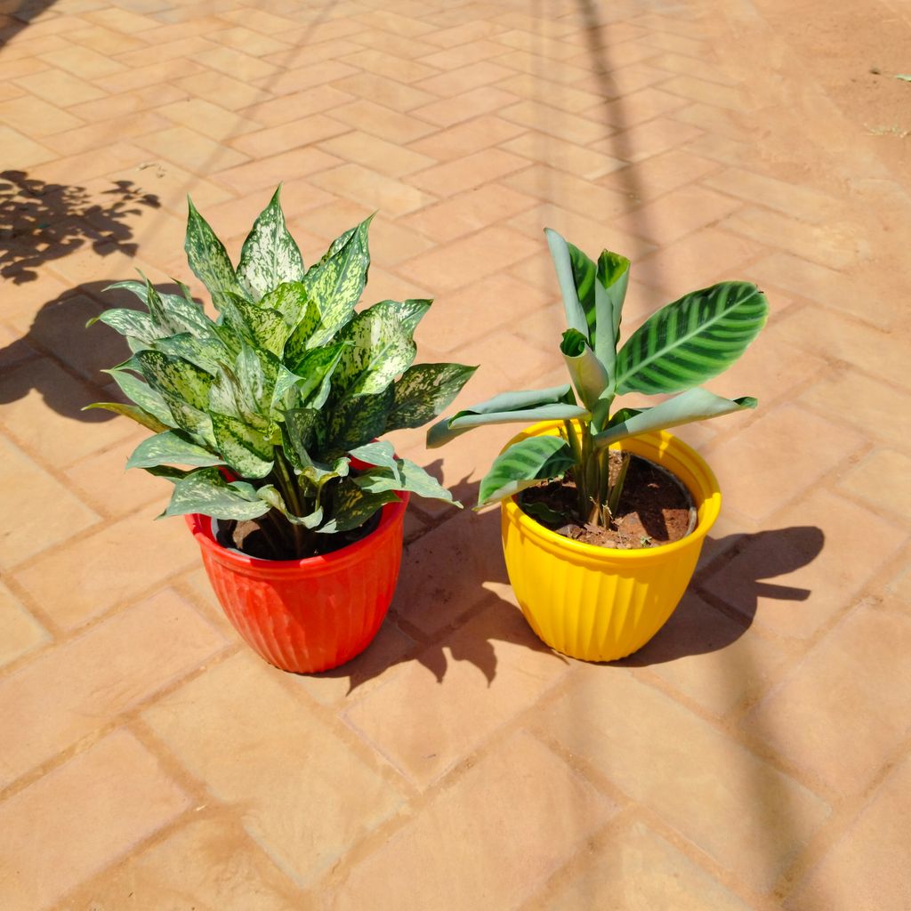 Set of 2 - Calathea Maranta & Aglaonema Snow White in 8 Inch Premium Lotus Plastic Pot (any colour)