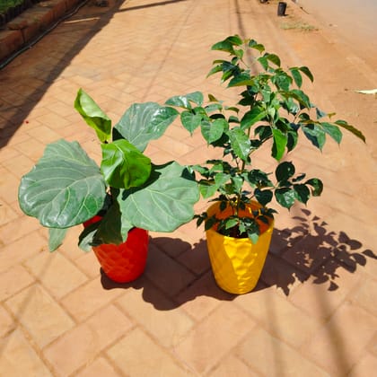 Buy Set of 2 - Radermachera / China Doll & Fiddle Leaf Fig / Ficus lyrata in 8 Inch Premium Lotus Plastic Pot (any colour) Online | Urvann.com