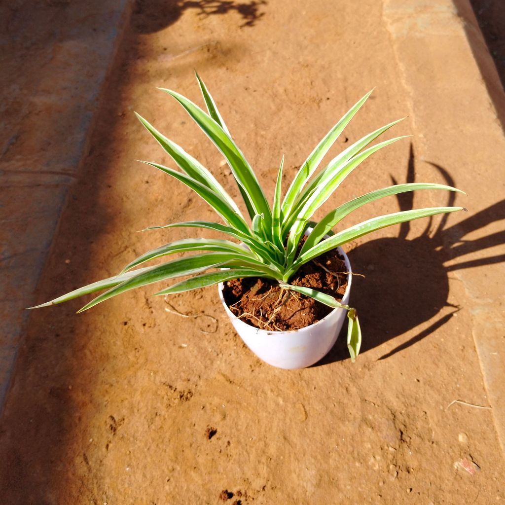 Spider in 4 Inch White Premium Orchid Round Plastic Pot