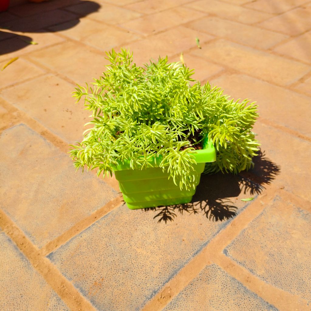 Sedum Yellow in 4 Inch Green Premium Orchid Square Plastic Pot