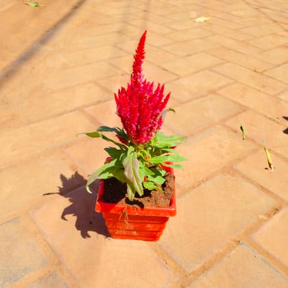 Buy Cockscomb (any colour) in 4 Inch Red Premium Orchid Square Plastic Pot Online | Urvann.com