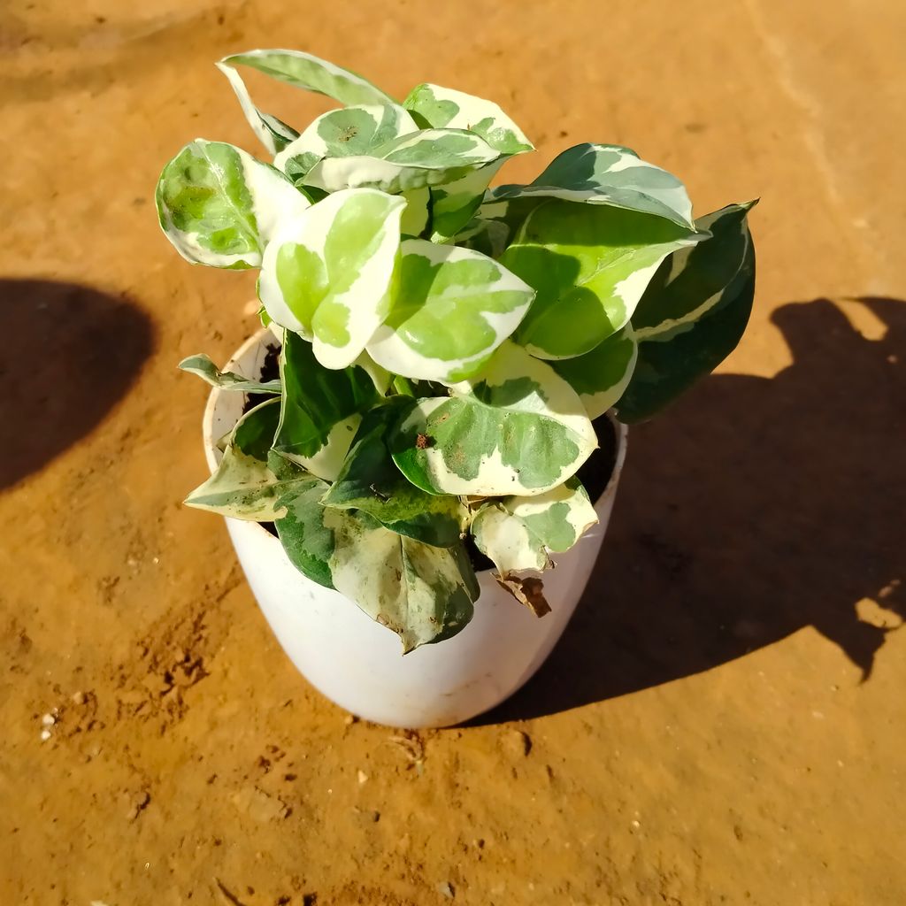 Money Plant N'joy in 4 Inch White Premium Orchid Round Plastic Pot