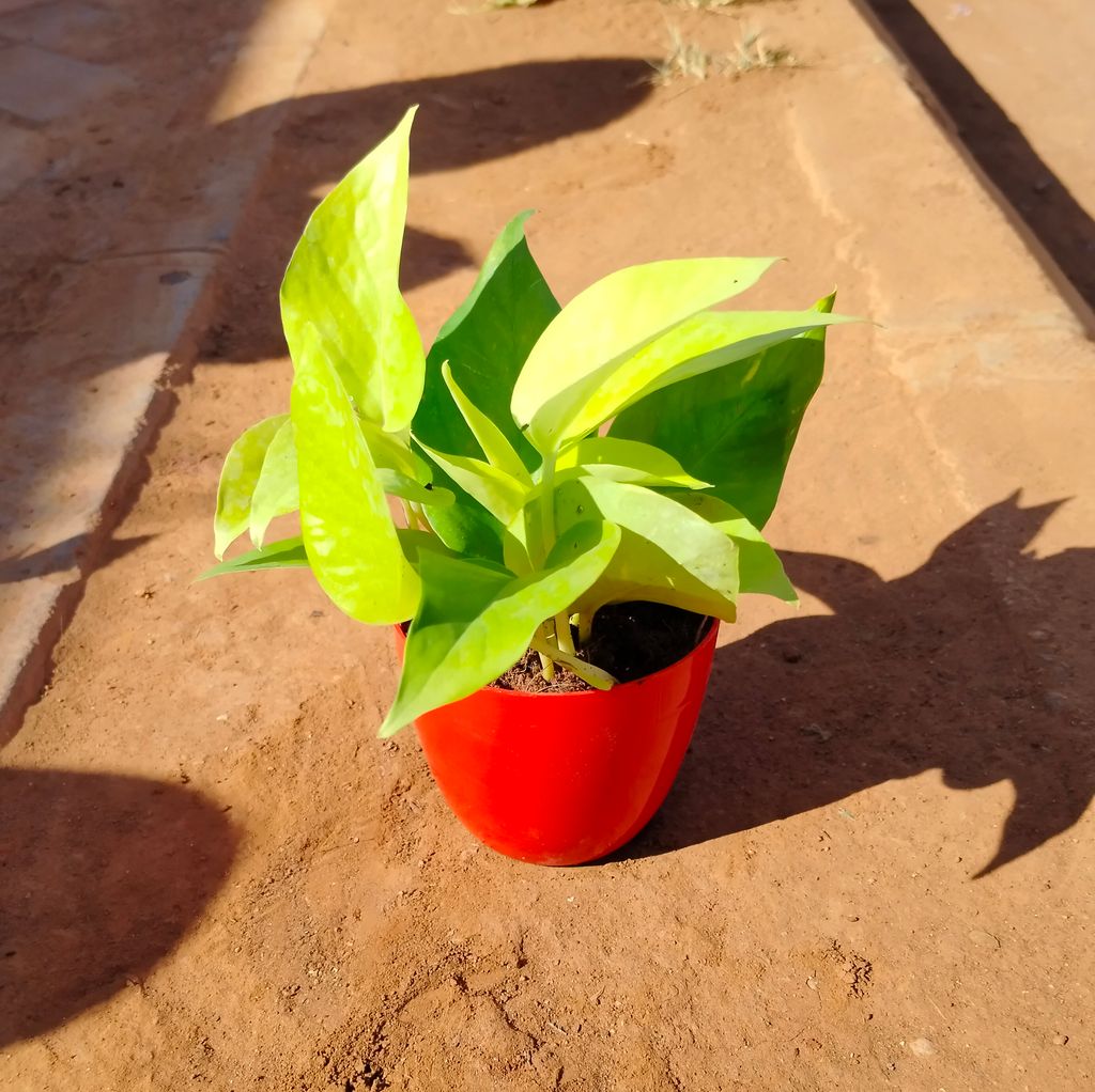 Money Plant Golden in 4 Inch Red Premium Orchid Round Plastic Pot