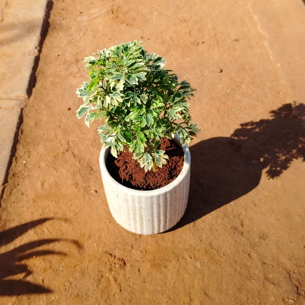 Aralia White Green in 4 Inch White Designer Ceramic Pot (any colour)