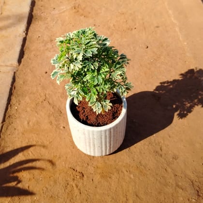 Buy Aralia White Green in 4 Inch White Designer Ceramic Pot (any colour) Online | Urvann.com