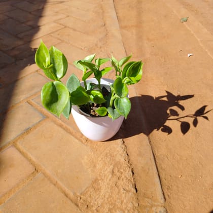 Buy Peperomia Green in 6 Inch White Premium Orchid Round Plastic Pot Online | Urvann.com