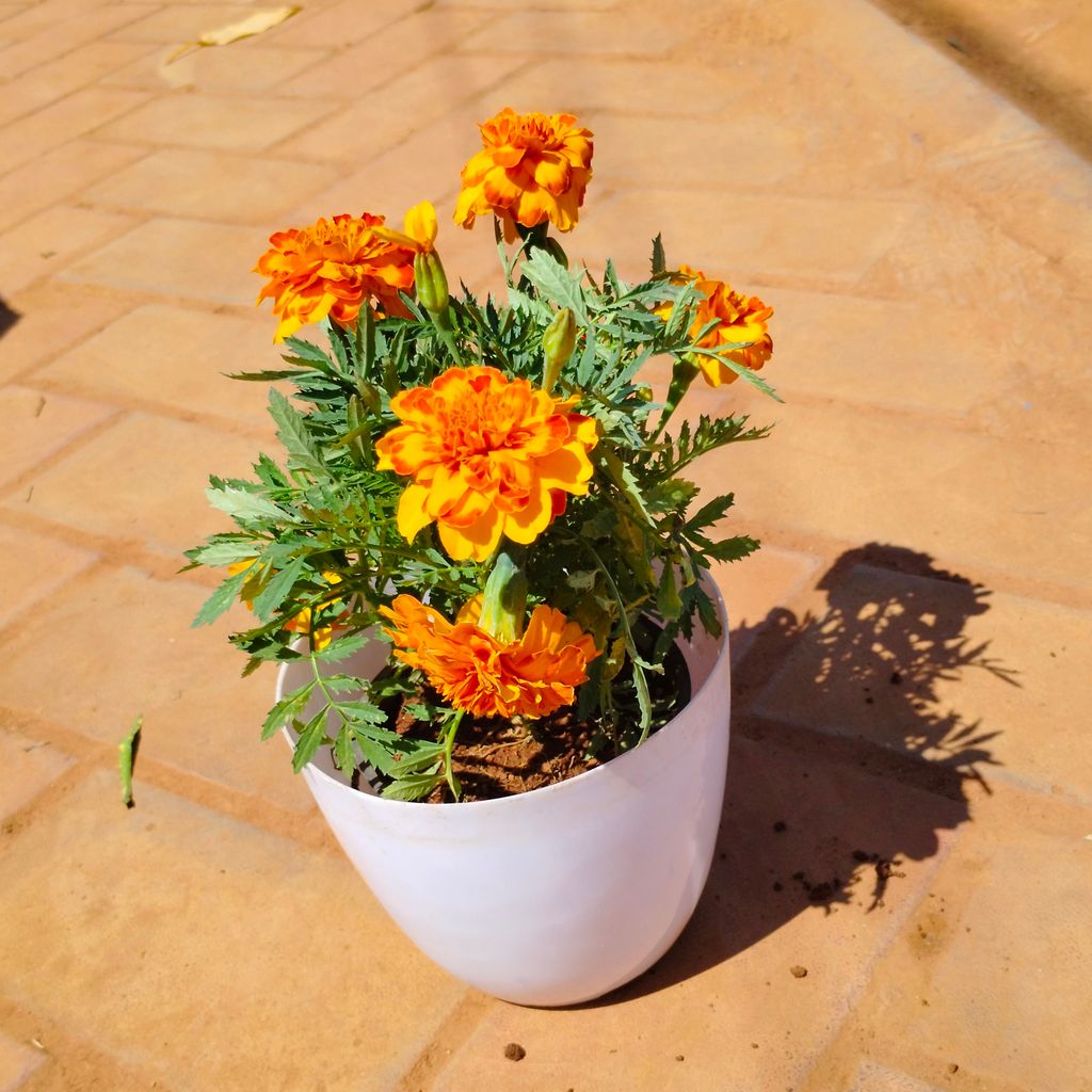Buy Marigold / Genda (any colour) in 6 Inch White Premium Orchid Round Plastic Pot Online | Urvann.com Marigold / Genda (any colour) in 6 Inch White Premium Orchid Round Plastic Pot