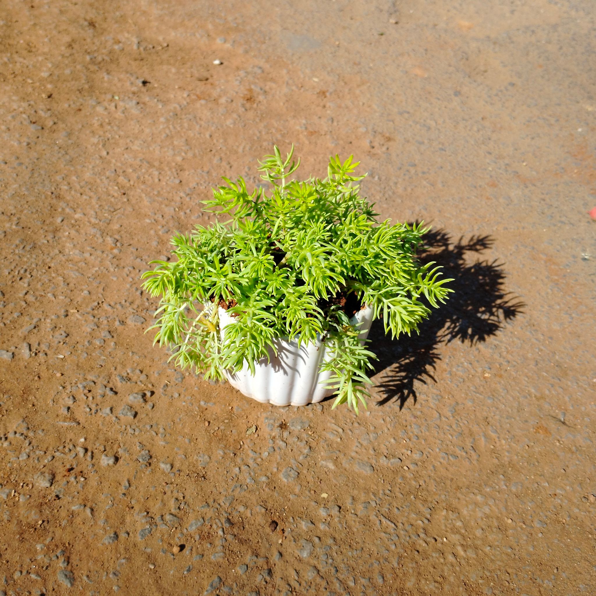 Sedum Yellow in 3 Inch Classy White Striped Designer Ceramic Pot