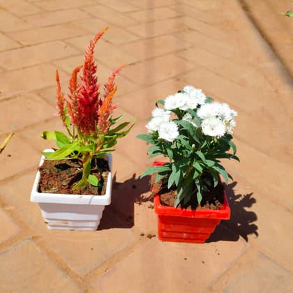 Buy Set of 2 - Cockscomb & Dianthus (any colour) in 4 Inch Premium Orchid Square Plastic Pot (any colour) Online | Urvann.com