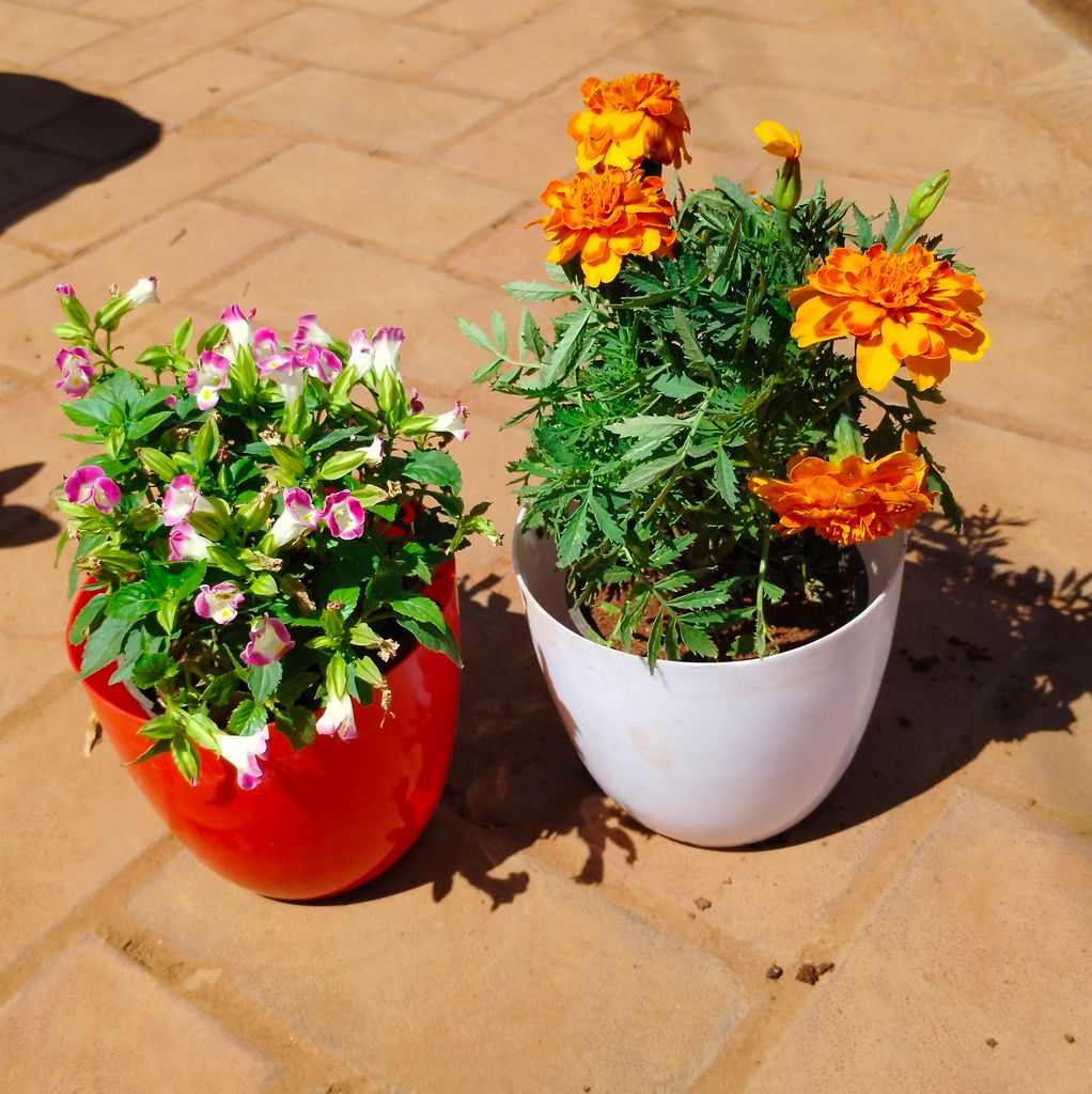 Buy Set of 2 - Marigold & Wishbone / Torenia (any colour) in 6 Inch Premium Orchid Round Plastic Pot (any colour) Online | Urvann.com Set of 2 - Marigold & Wishbone / Torenia (any colour) in 6 Inch Premium Orchid Round Plastic Pot (any colour)