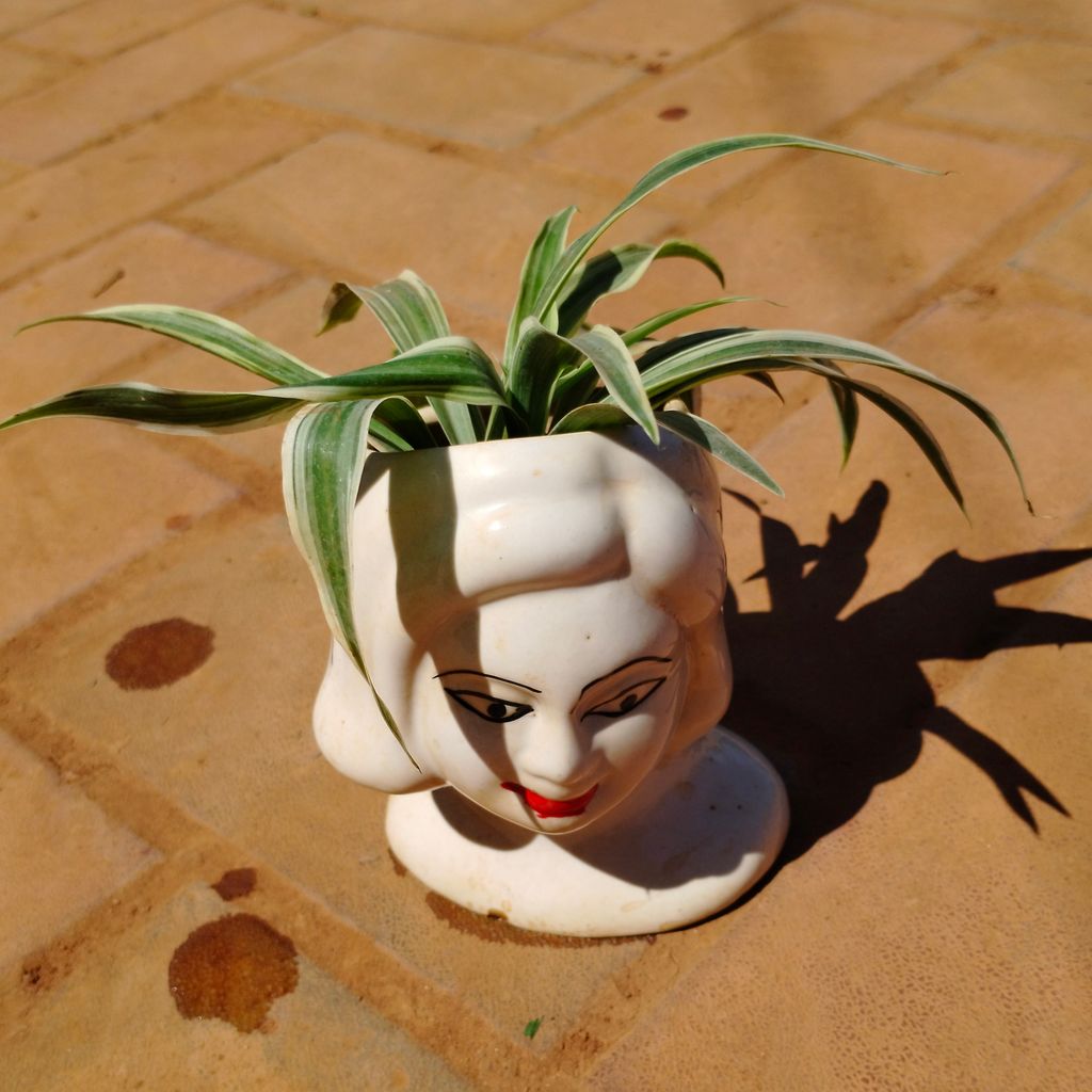 Spider in Inch Lady Designer Ceramic Pot (any colour)