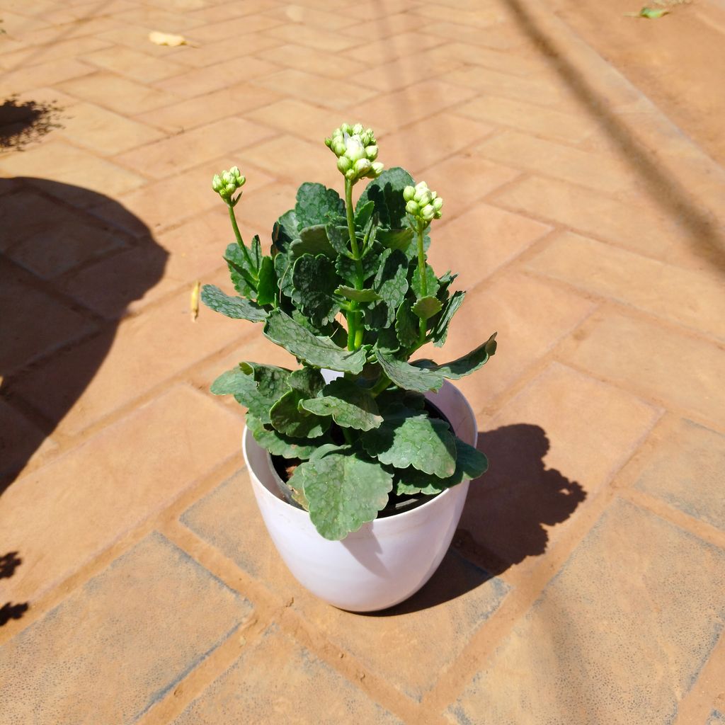 Kalanchoe Succulent (any colour) in 6 Inch White Premium Orchid Round Plastic Pot