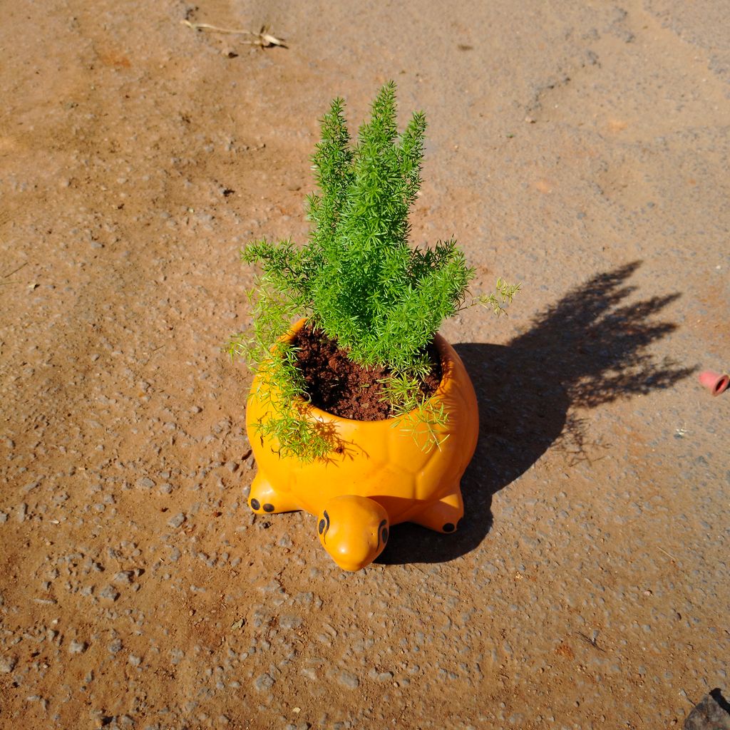Asparagus Mary in 8 Inch Turtle Designer Ceramic Pot (any colour)