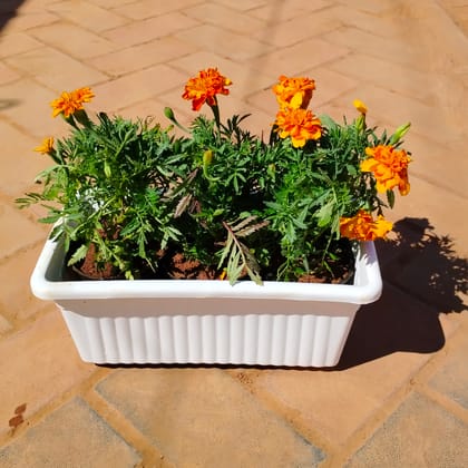 Buy Three Marigold / Genda (any colour) in 14 Inch White Premium Jupiter Rectangular Window Planter Online | Urvann.com