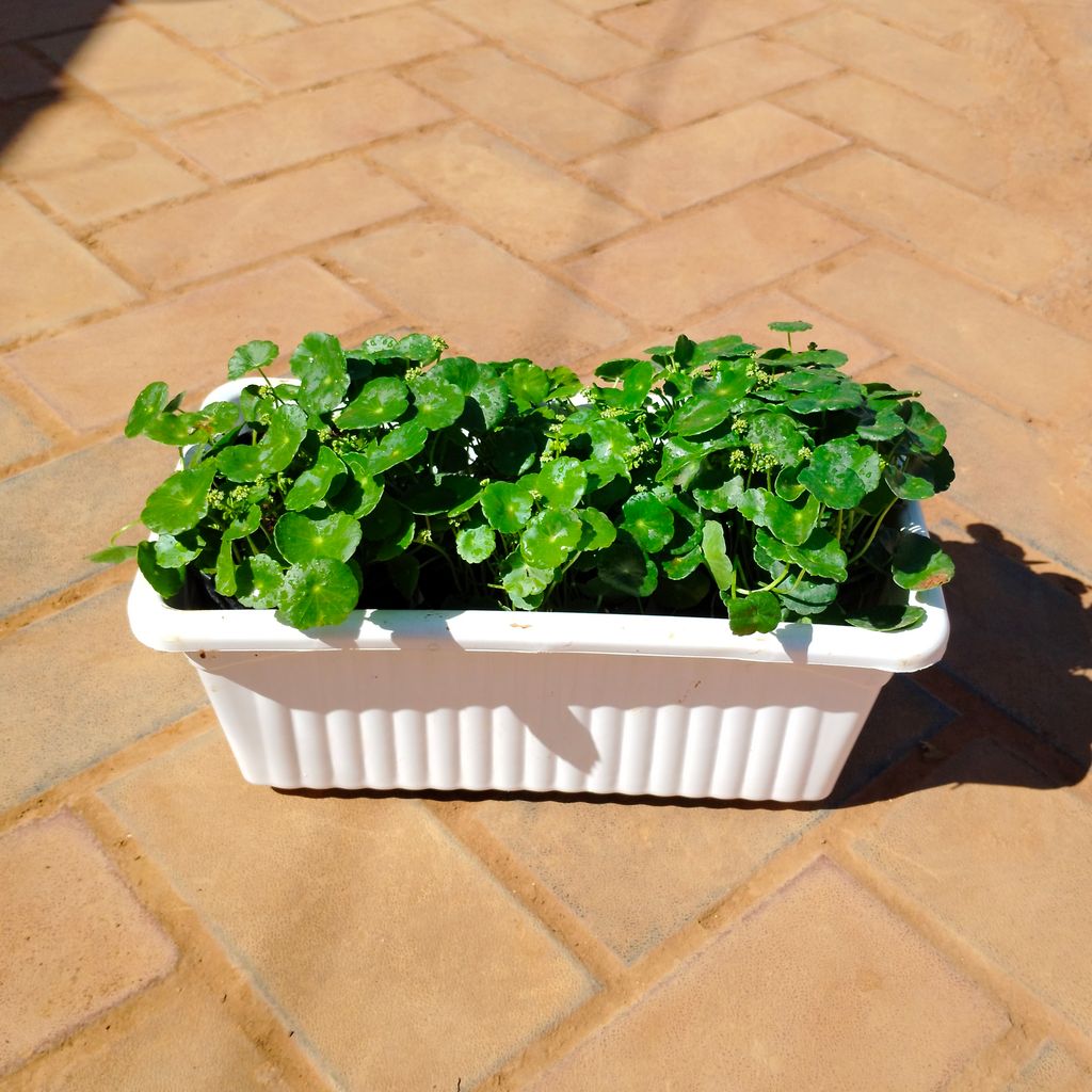 Three Brahmi Dollar / Pennywort in 14 Inch White Premium Jupiter Rectangular Window Planter