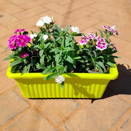 Buy Three Dianthus (any colour) in 14 Inch Green Premium Jupiter Rectangular Window Planter Online | Urvann.com
