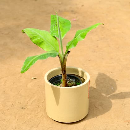 Buy Banana in 8 inch 6 Inch Beige Cylindrical Fiberglass Pot Online | Urvann.com