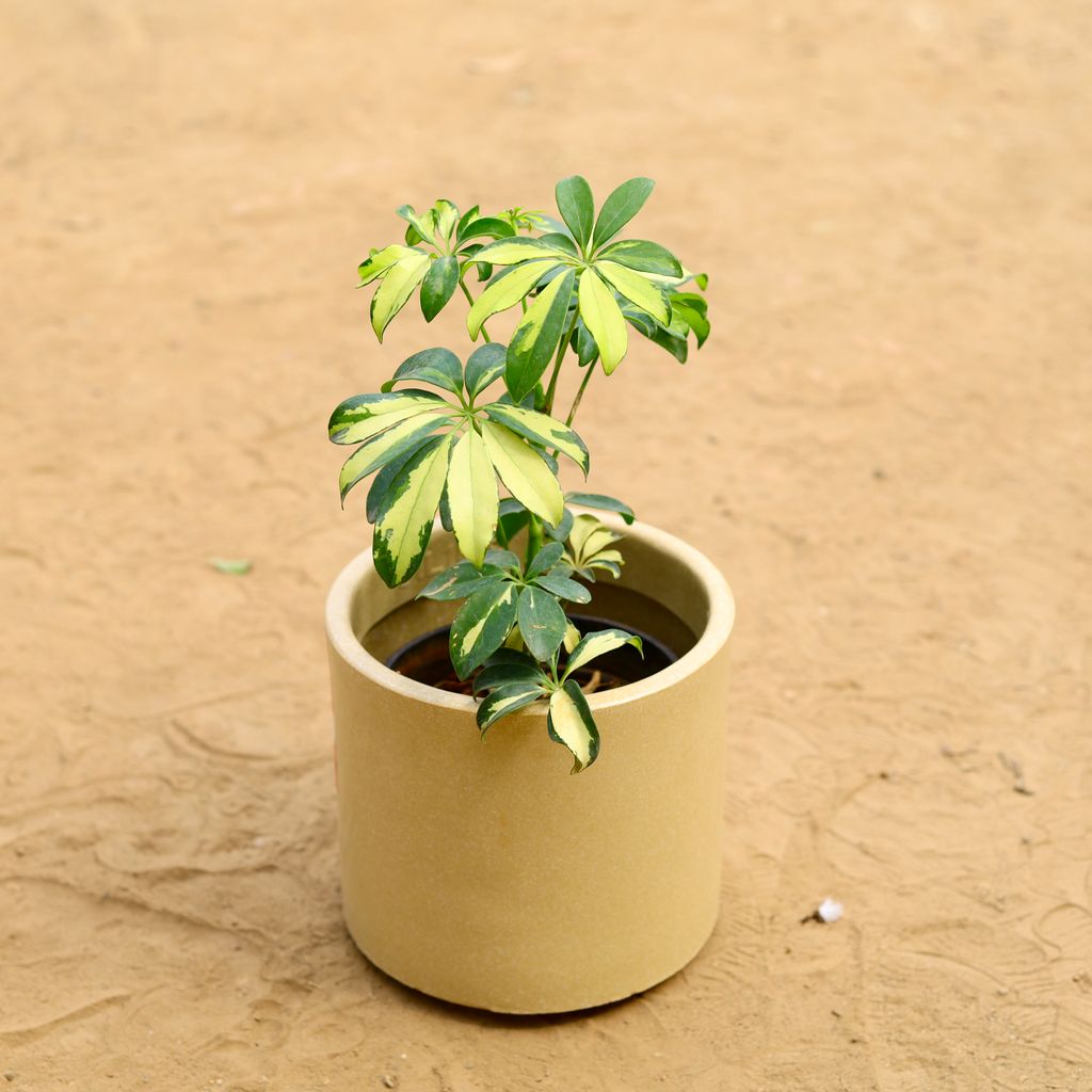 Buy Schefflera Brassia in inch 8 Inch Beige Cylindrical Fiberglass Pot Online | Urvann.com Schefflera Brassia in inch 8 Inch Beige Cylindrical Fiberglass Pot