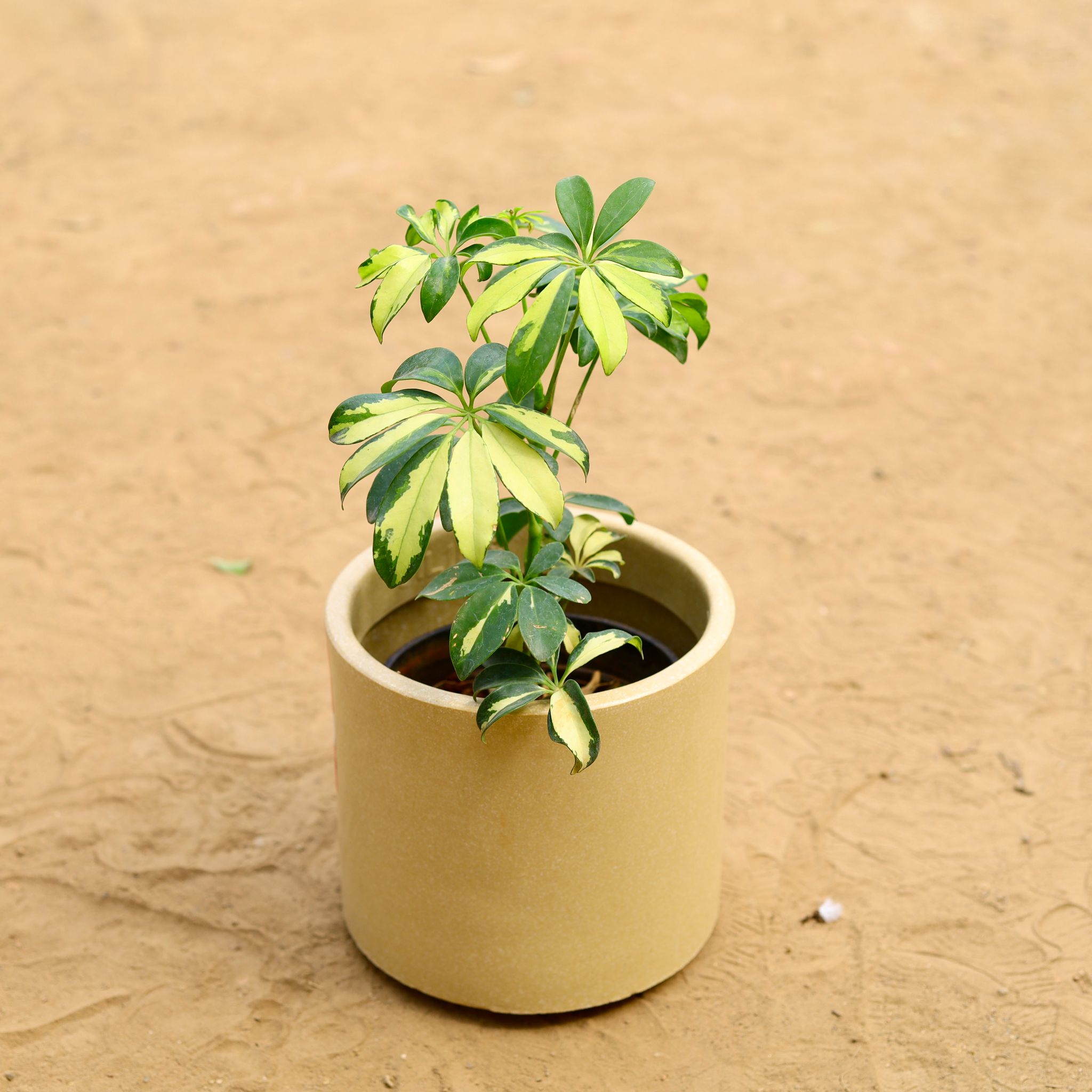 Schefflera Brassia in inch 8 Inch Beige Cylindrical Fiberglass Pot