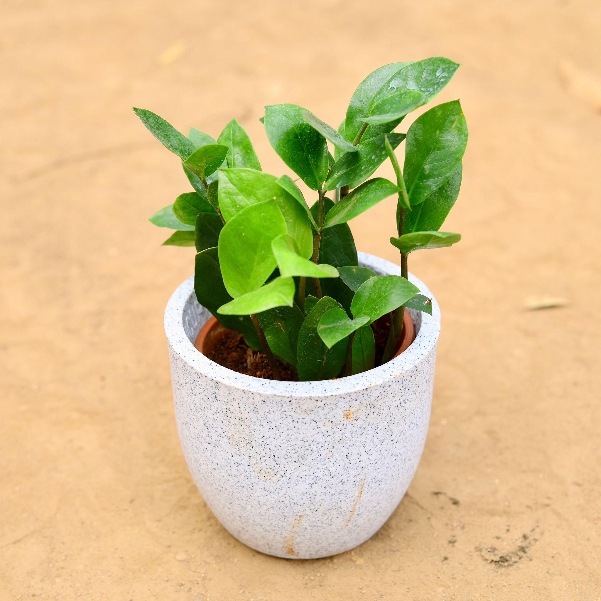 Zz Green in inch 6 Inch White Cup Fiberglass Pot