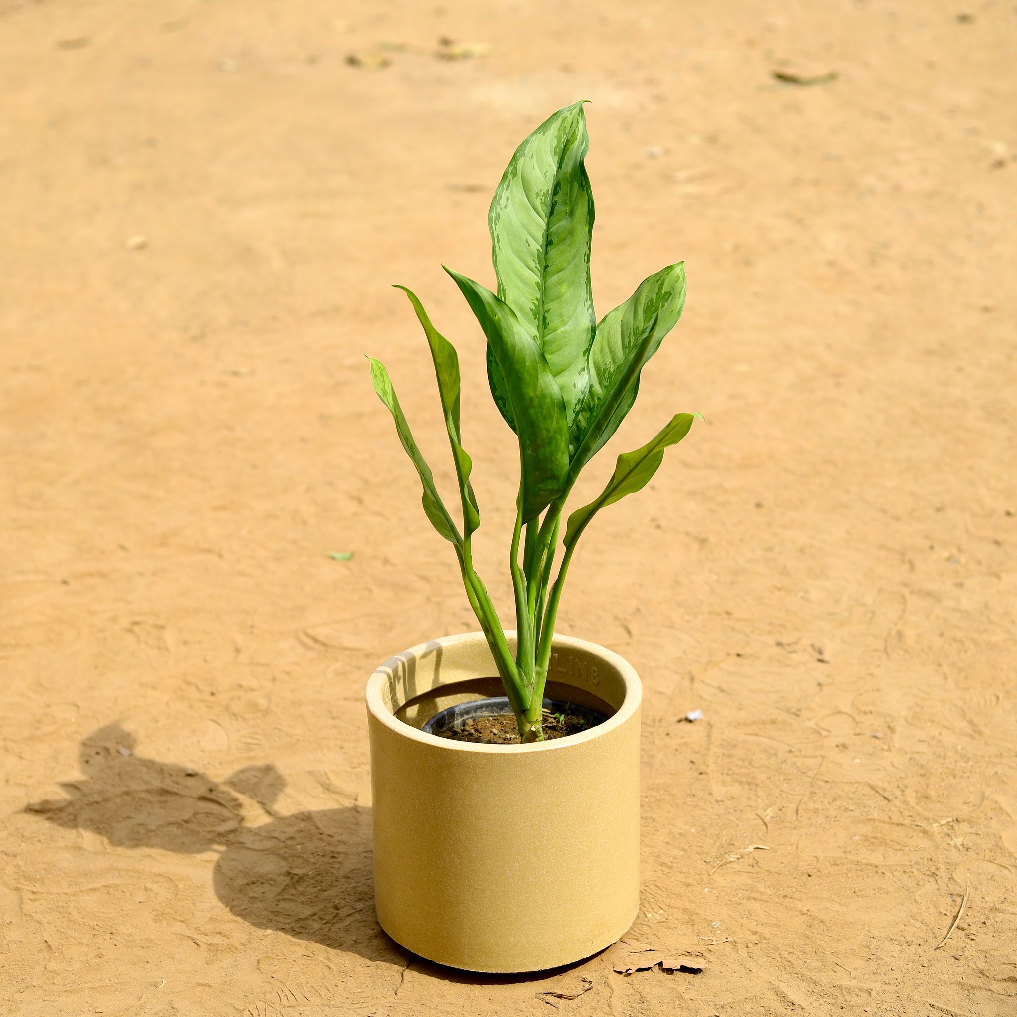 Aglaonema Maria Christina in inch 8 Inch Beige Cylindrical Fiberglass Pot