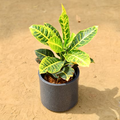 Buy Croton Petra Yellow in 8 inch 8 Inch Black Cylindrical Fiberglass Pot Online | Urvann.com