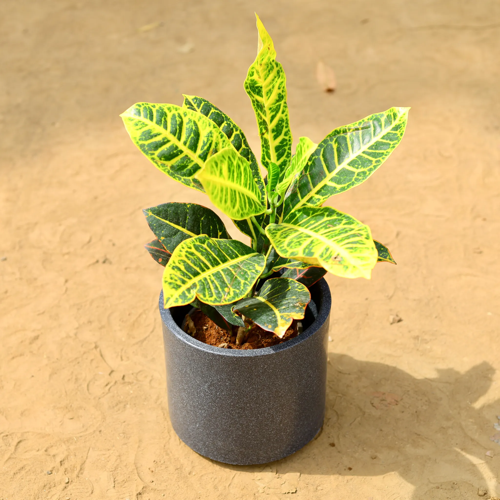 Croton Petra Yellow in 8 inch 8 Inch Black Cylindrical Fiberglass Pot