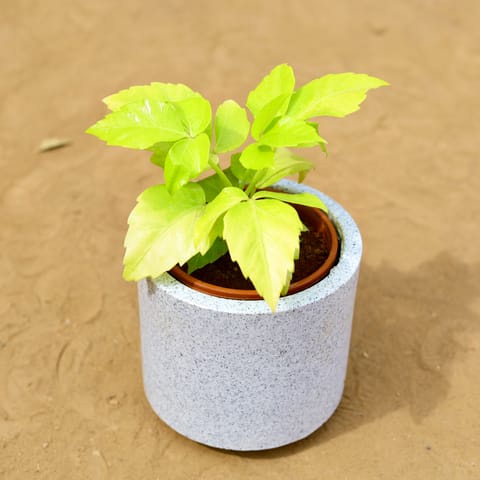 Schefflera Golden in 6 inch 6 Inch White Cylindrical Fiberglass Pot