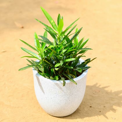 Buy Croton Sunny Star in 8 inch 6 Inch White Cup Fiberglass Pot Online | Urvann.com