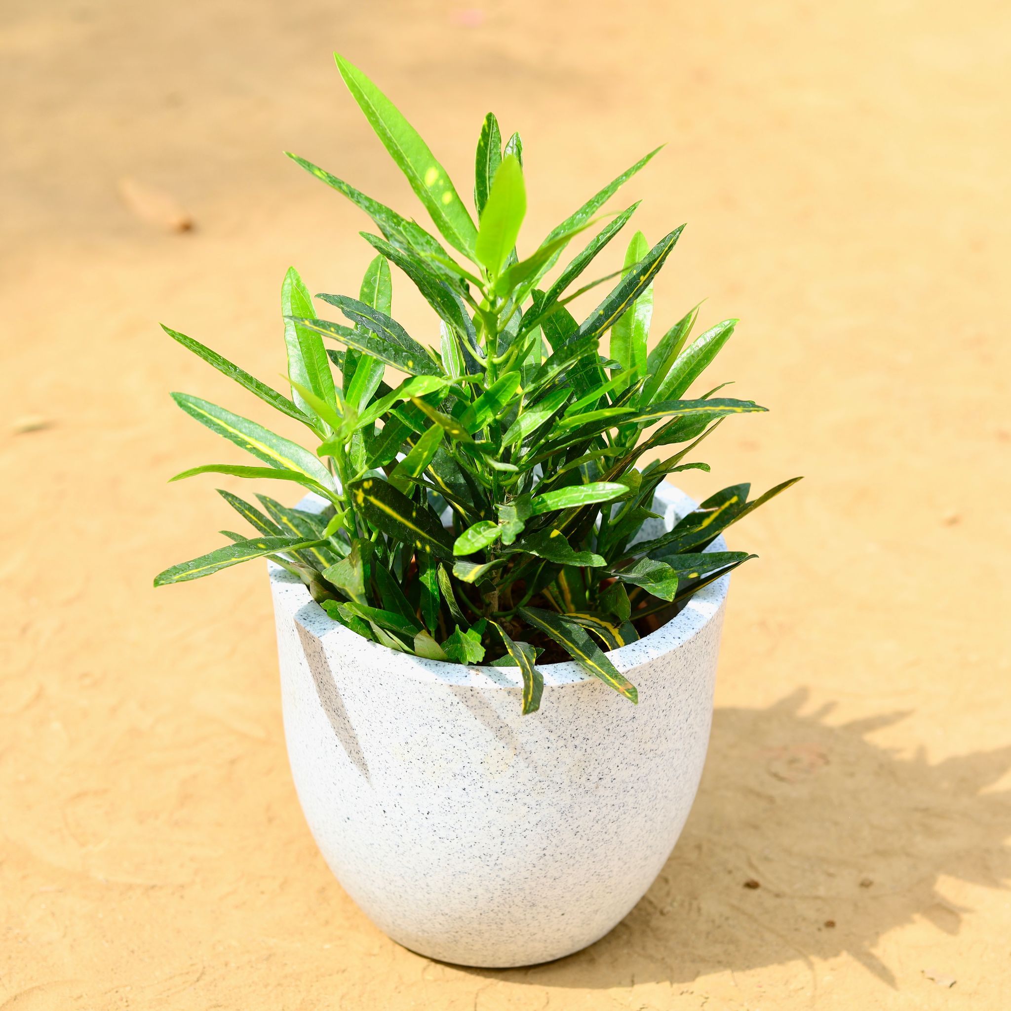 Croton Sunny Star in 8 inch White Cup Fiberglass Pot