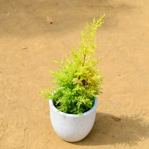 Cypress Golden in 8 inch 8 Inch White Cup Fiberglass Pot