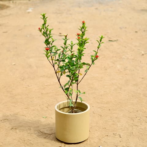Ixora Miniature (any colour) in inch 8 Inch Beige Cylindrical Fiberglass Pot