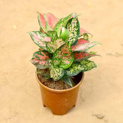 Aglaonema Pink Dalmatian in 6 inch Nursery Pot