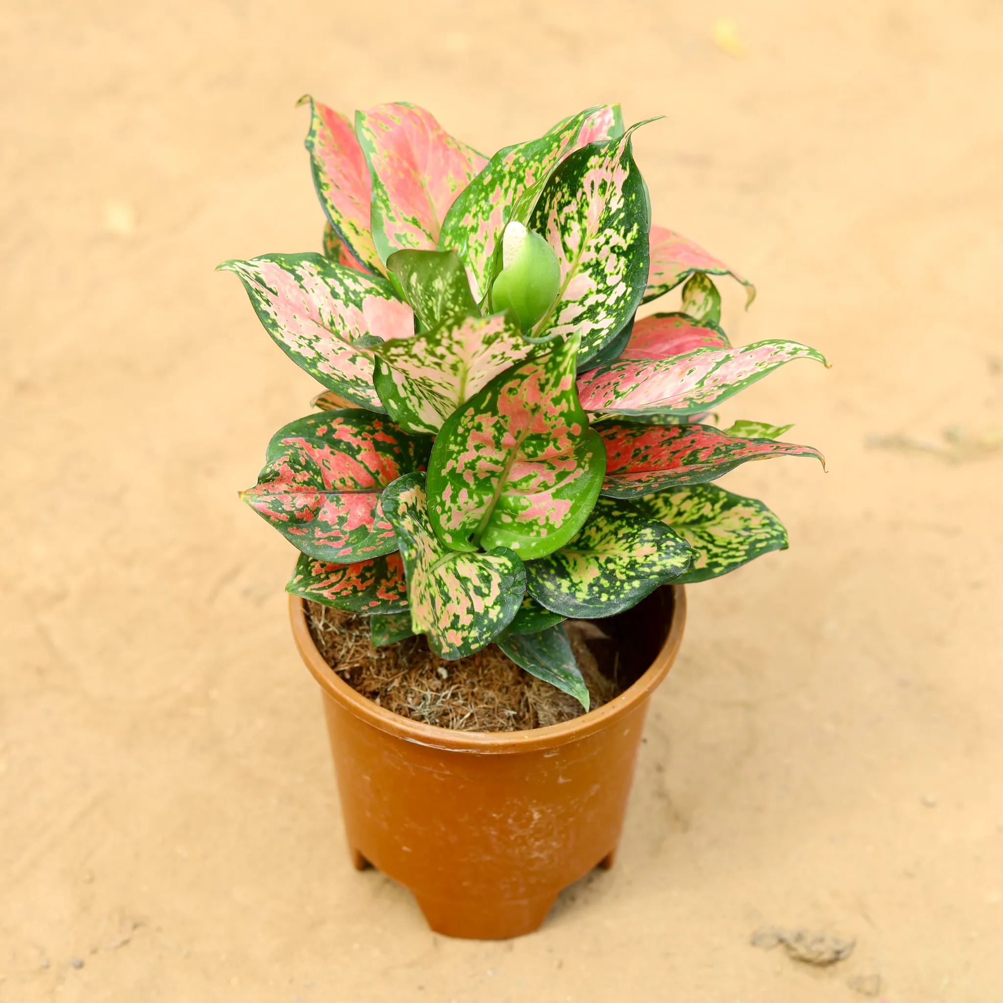 Aglaonema Pink Dalmatian in 6 inch Nursery Pot