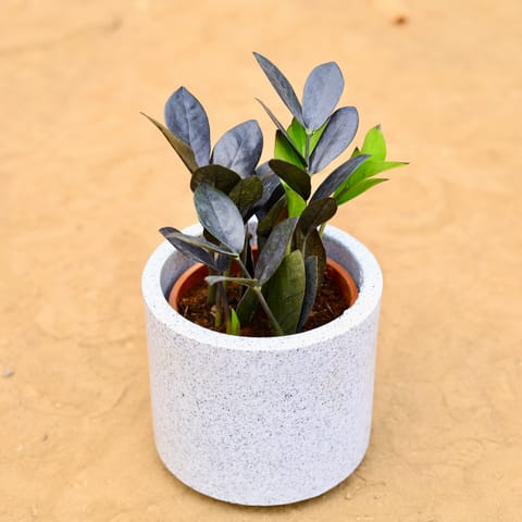 Zz Black in inch 6 Inch White Cylindrical Fiberglass Pot