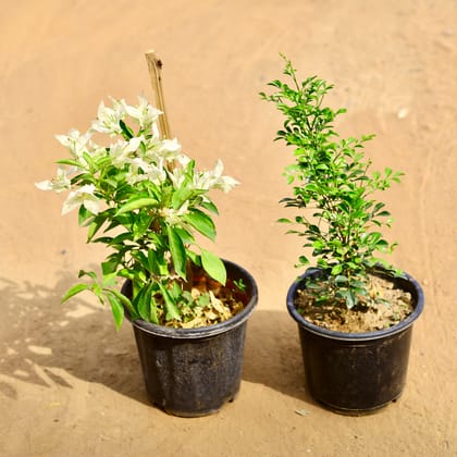Buy Bougainvillea & Madhu Kamini (any colour) in 8 inch Nursery Pot Online | Urvann.com