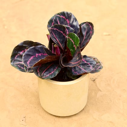Buy Calathea Roseopicta Dottie in 6 inch 6 Inch Beige Cylindrical Fiberglass Pot Online | Urvann.com